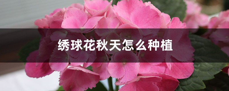 绣球花秋天怎么种植