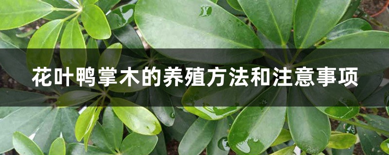 花叶鸭掌木的养殖方法和注意事项