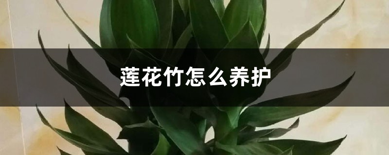 莲花竹怎么养护，有什么风水作用