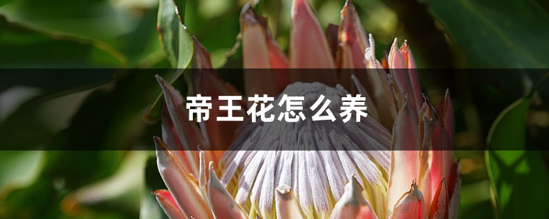 帝王花怎么养