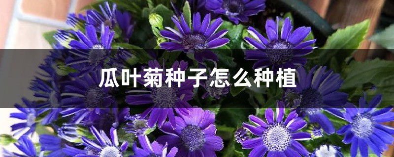 瓜叶菊种子怎么种植