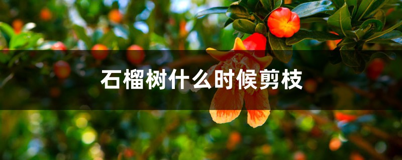 石榴树什么时候剪枝