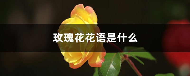 玫瑰花花语是什么