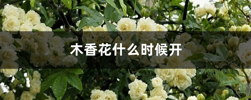 木香花什么时候开