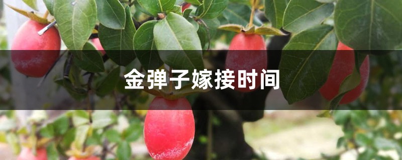 金弹子嫁接时间