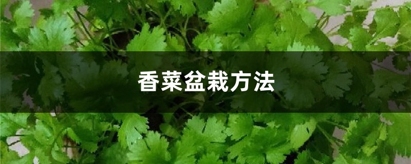 香菜盆栽方法