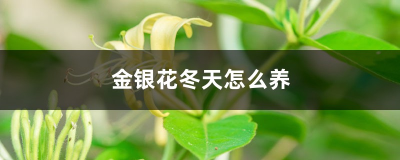 金银花冬天怎么养