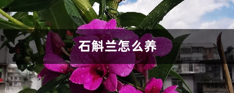 石斛兰怎么养