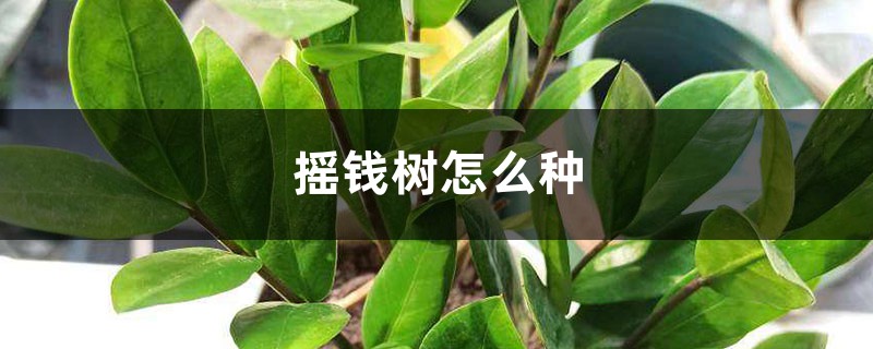 摇钱树怎么种