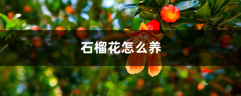 石榴花怎么养