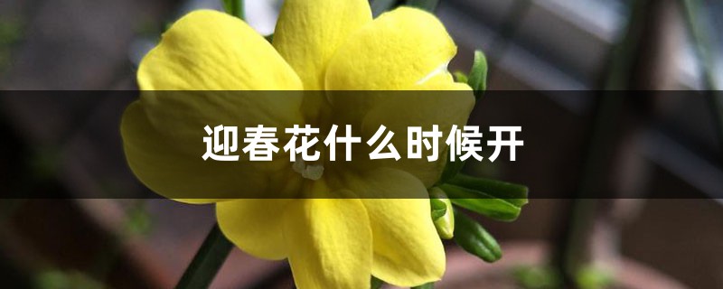 迎春花什么时候开