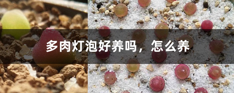 多肉灯泡好养吗，怎么养