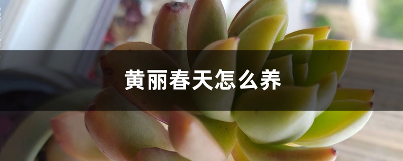 黄丽春天怎么养