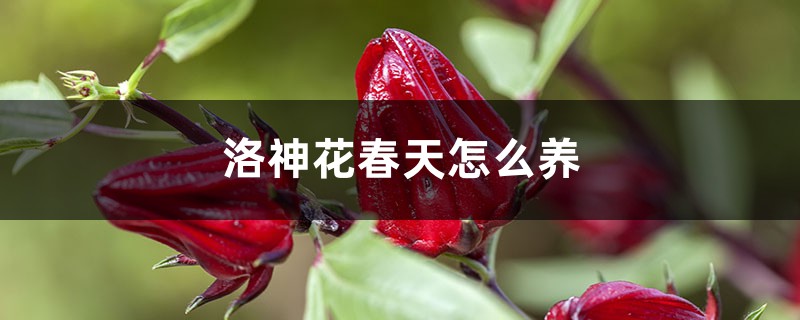 洛神花春天怎么养 洛神花春天怎么养