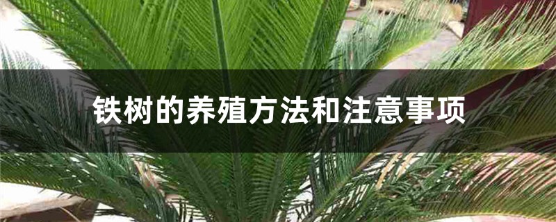铁树的养殖方法和注意事项 铁树的养殖方法和注意事项