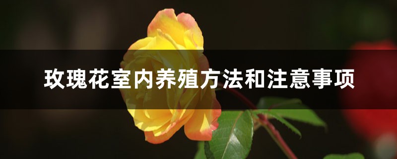 玫瑰花室内养殖方法和注意事项