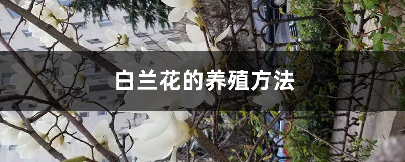 “白兰花”怎么养？10个常见问题，一学就会！