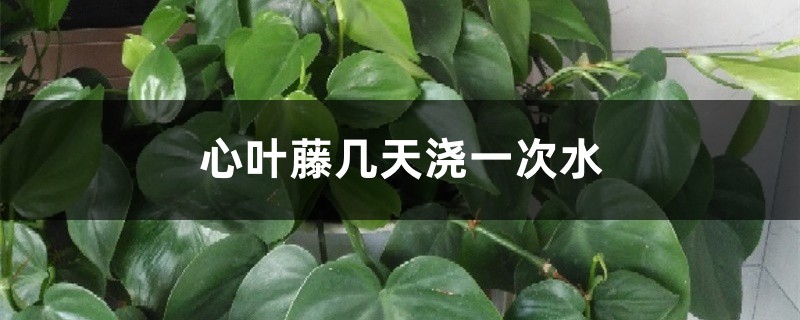 心叶藤几天浇一次水