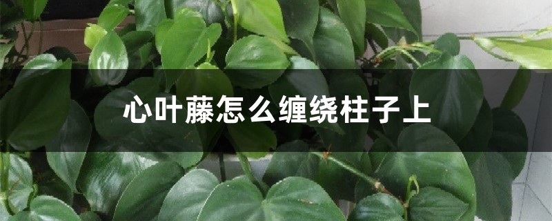 心叶藤怎么养，怎么缠绕柱子上