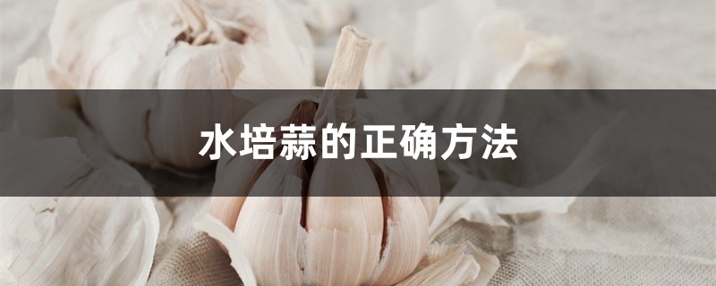 水培蒜的正确方法 水培蒜的正确方法
