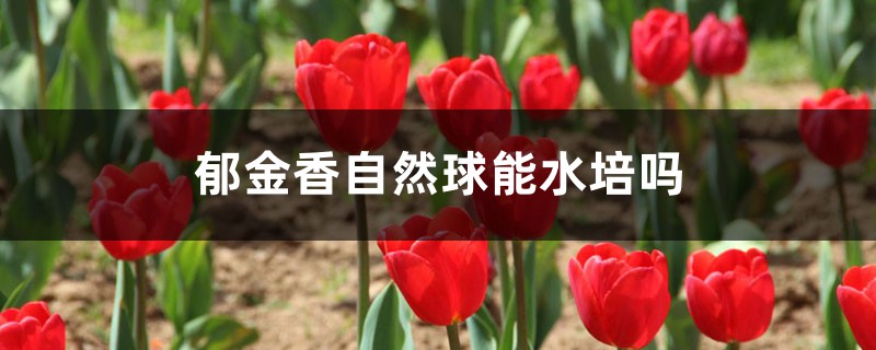郁金香自然球能水培吗(方法及流程) 郁金香自然球能水培吗(方法及流程)