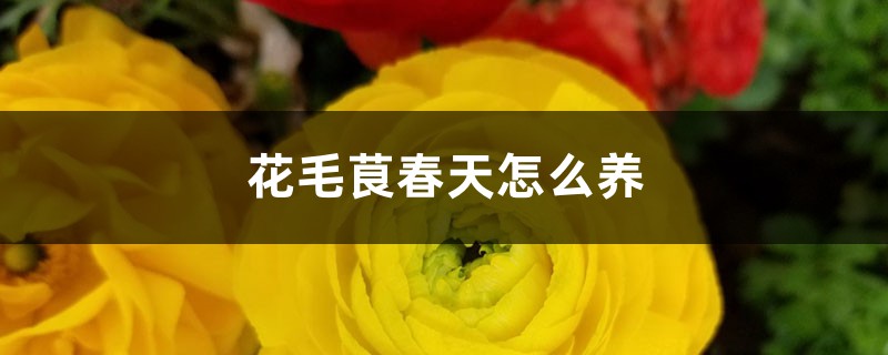 花毛茛春天怎么养