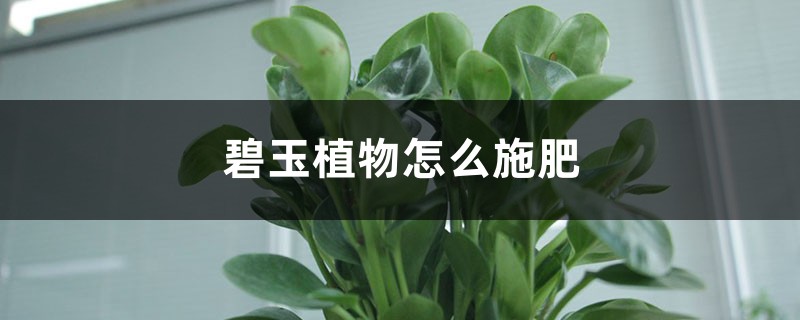 碧玉植物怎么施肥