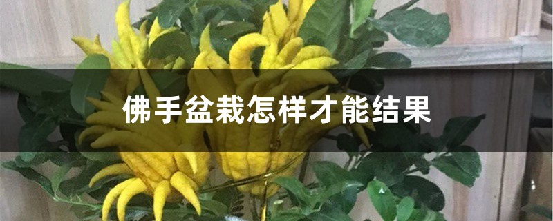 佛手盆栽怎样才能结果