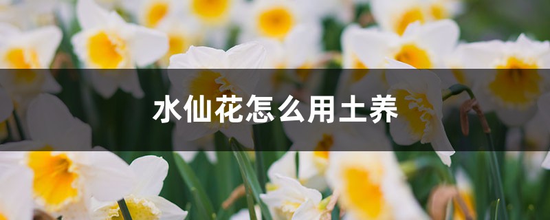 水仙花怎么用土养