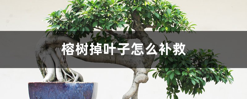 榕树掉叶子怎么补救