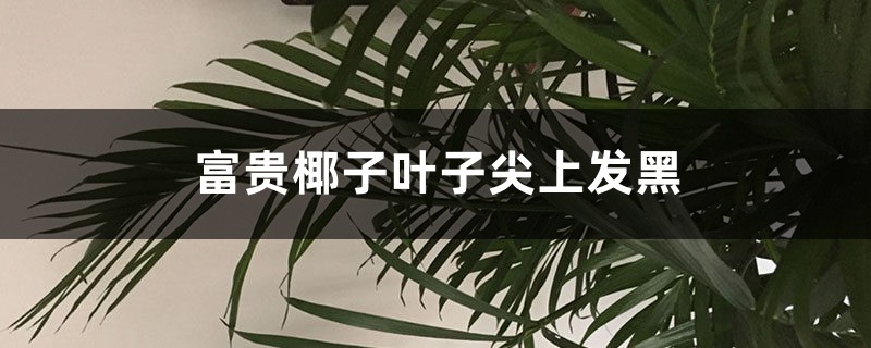 富贵椰子叶子尖上发黑什么原因