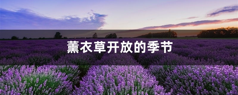 薰衣草开放的季节 薰衣草开放的季节