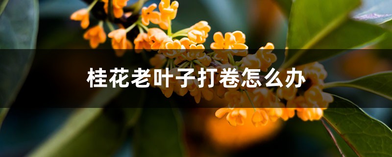 桂花老叶子打卷怎么办