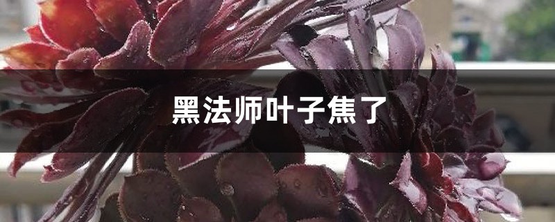 黑法师叶子焦了怎么办 黑法师叶子焦了怎么办