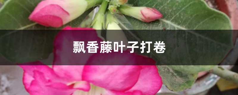 飘香藤叶子打卷这么办