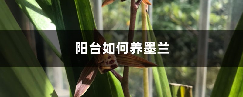 阳台如何养墨兰,需要注意什么 阳台如何养墨兰,需要注意什么