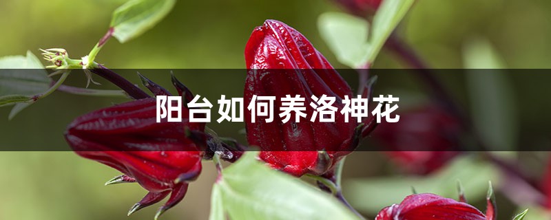 阳台如何养洛神花，需要注意什么