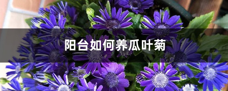 阳台如何养瓜叶菊，需要注意什么