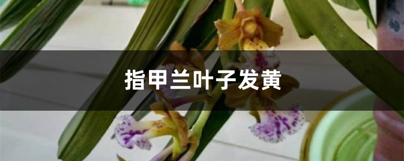 指甲兰黄叶的原因和处理办法