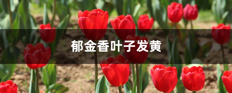 郁金香黄叶的原因和处理办法 郁金香黄叶的原因和处理办法