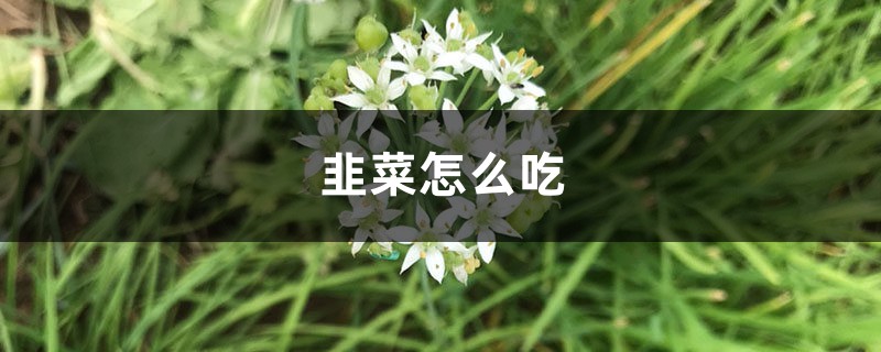 韭菜怎么吃,吃韭菜的好处 韭菜怎么吃,吃韭菜的好处