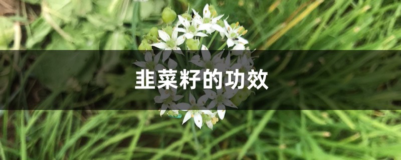 韭菜籽的功效,韭菜籽怎么吃 韭菜籽的功效,韭菜籽怎么吃