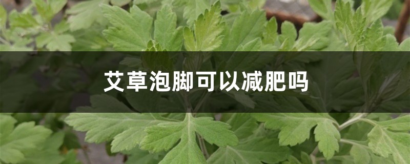 艾草泡脚可以减肥吗,艾草泡脚有什么作用 艾草泡脚可以减肥吗,艾草泡脚有什么作用