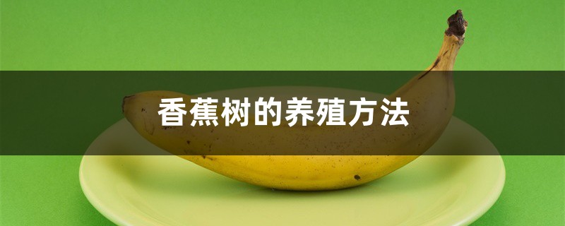 香蕉树的养殖方法 香蕉树的养殖方法