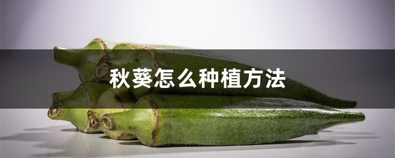 秋葵怎么种植方法，秋葵种子怎么种