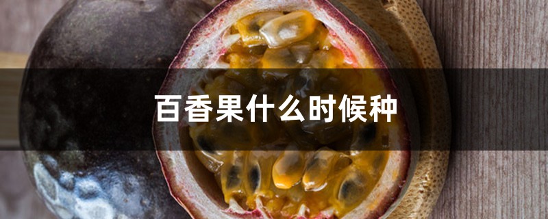 百香果什么时候种,浇水可以喷洒叶面吗 百香果什么时候种,浇水可以喷洒叶面吗