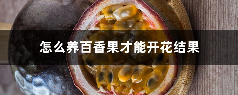 怎么养百香果才能开花结果,南方百香果一年结几次果 怎么养百香果才能开花结果,南方百香果一年结几次果