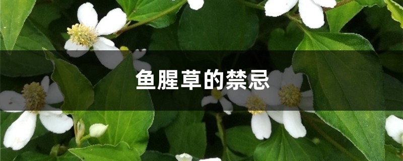 鱼腥草的禁忌，孕妇能吃吗