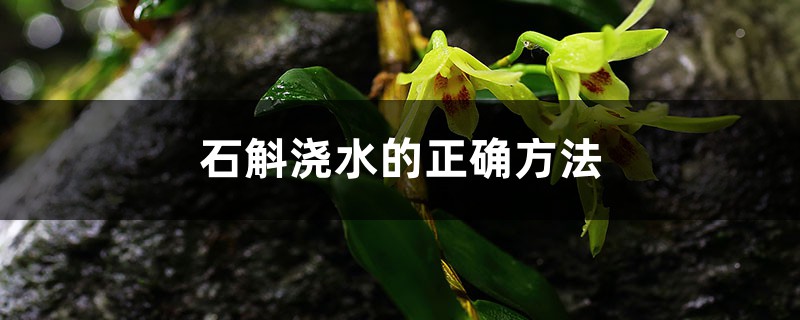 石斛浇水的正确方法，浇水能喷叶子吗