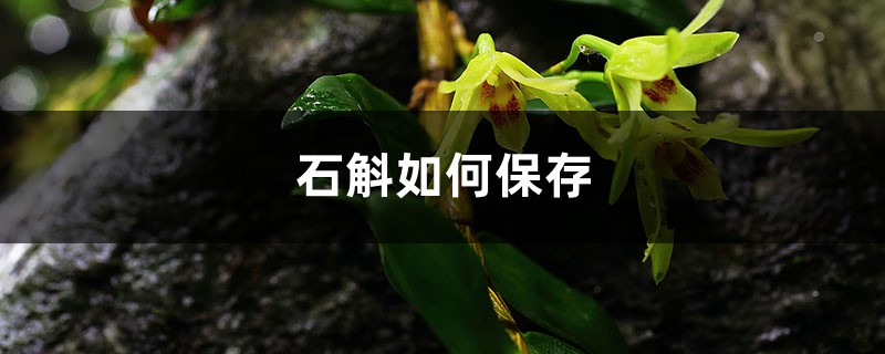 石斛如何保存，干石斛有没有保质期